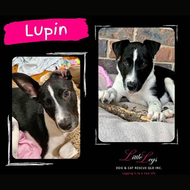 Photo of Lupin