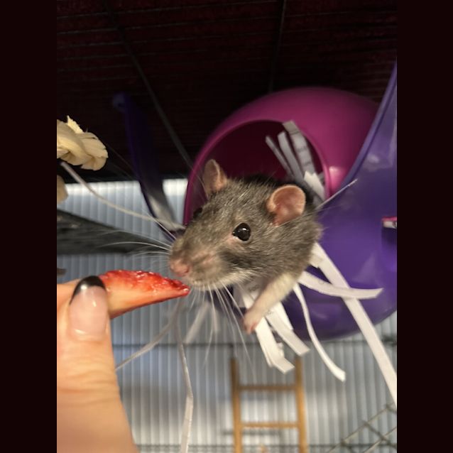Photo of Pixie
