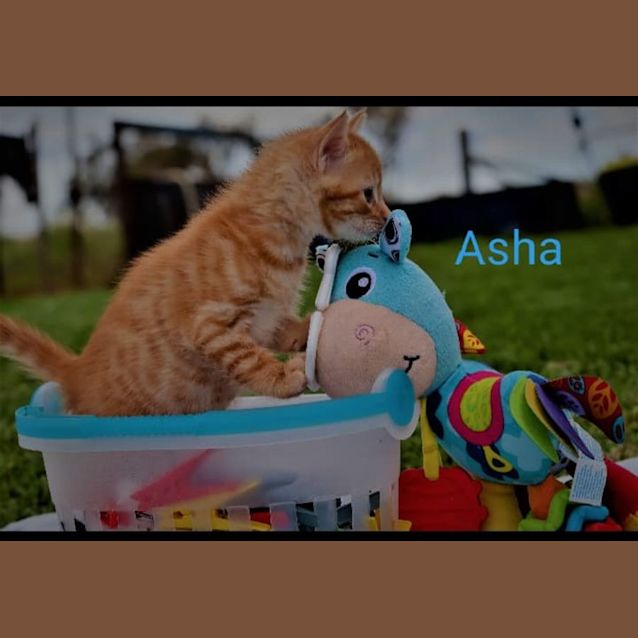 Photo of Asha