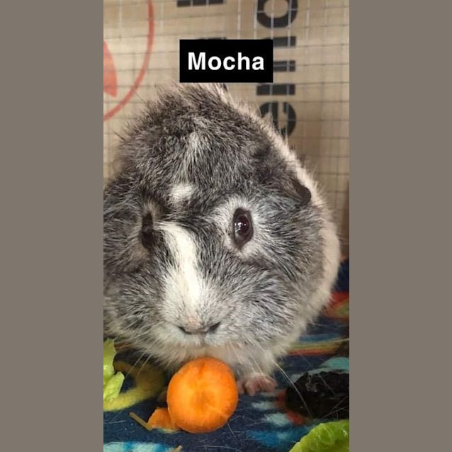 Photo of Mocha