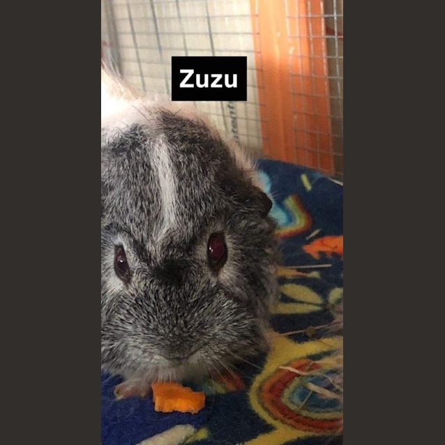Photo of Zuzu