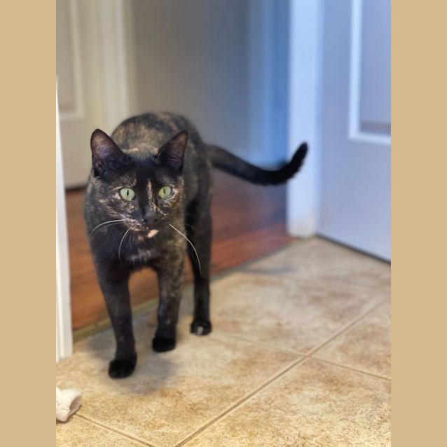 Photo of Gypsy
