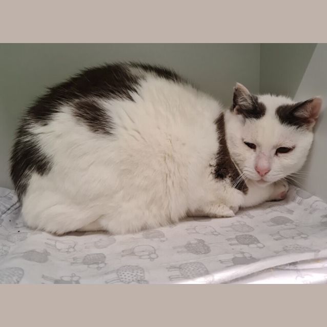 Photo of Mittens