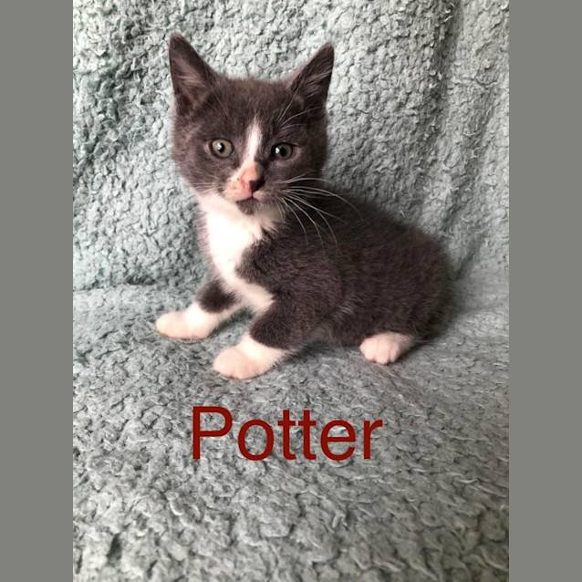 Photo of Potter