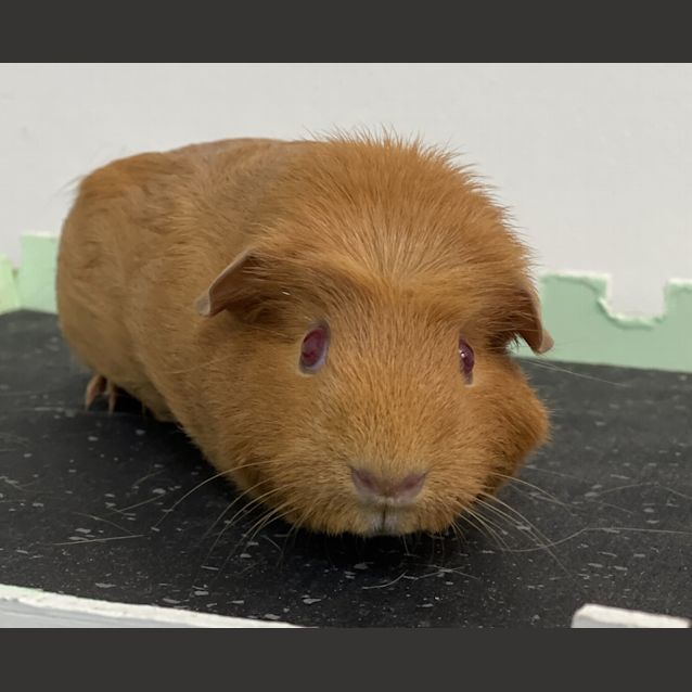 Photo of Max (Guinea Pig 11)
