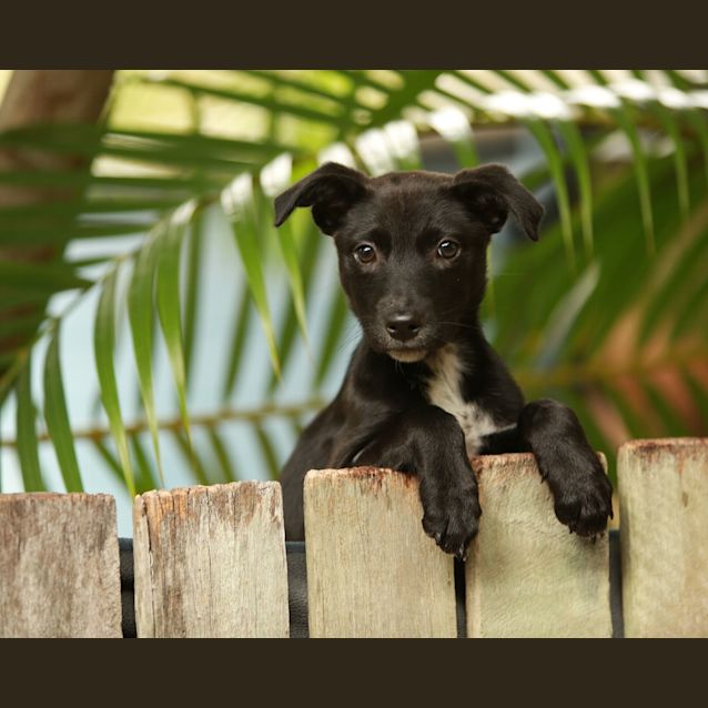 Photo of Archie