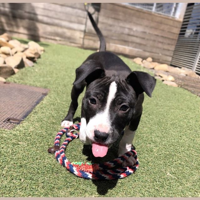 Brynne (was Quinn) - Small Female Staffordshire Bull Terrier Mix Dog in VIC - PetRescue Brynne (was Quinn) - Small Female Staffordshire Bull Terrier Mix Dog in VIC - PetRescue