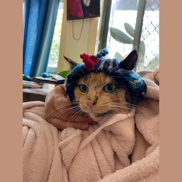 Photo of Gypsy   Located In Brunswick East