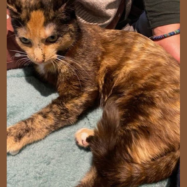 Photo of Gypsy   Located In Brunswick East