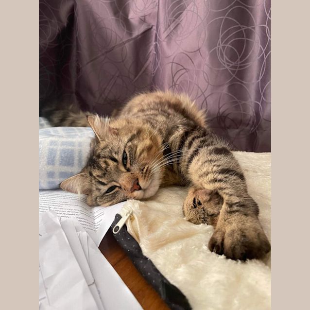 Photo of Cashew   Located In Preston