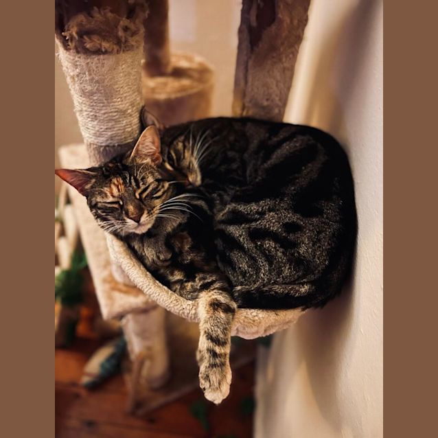 Photo of Pretzel And Lamington