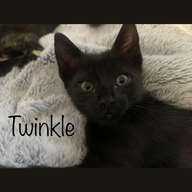 Photo of Twinkle