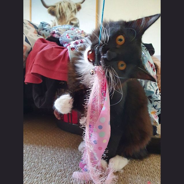 Photo of Rocket 🐾🚀