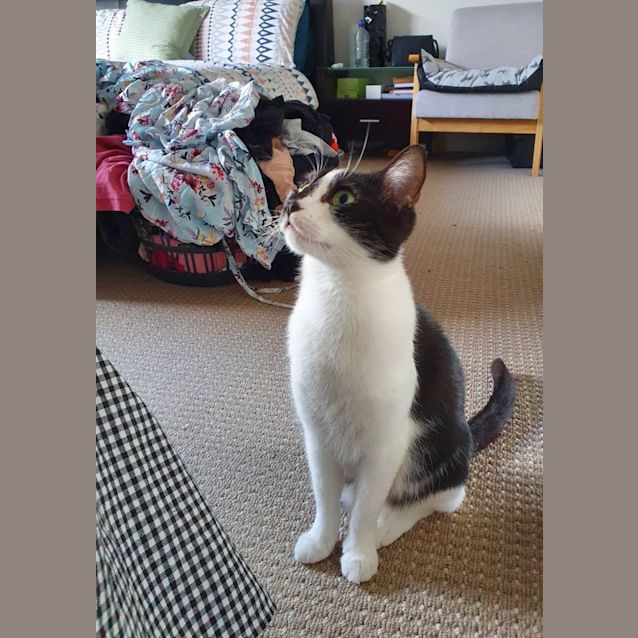 Photo of Mimi 🐾🖤
