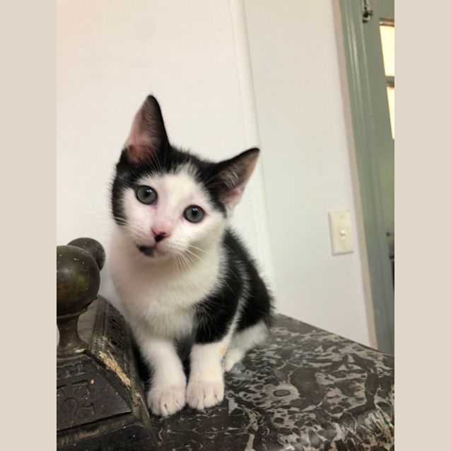 Photo of Hector The Handsome