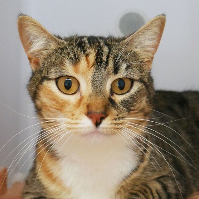 Photo of Crumpet Sta010544