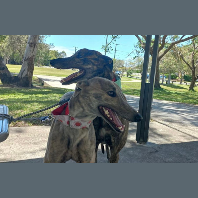 Photo of Maze And Spike