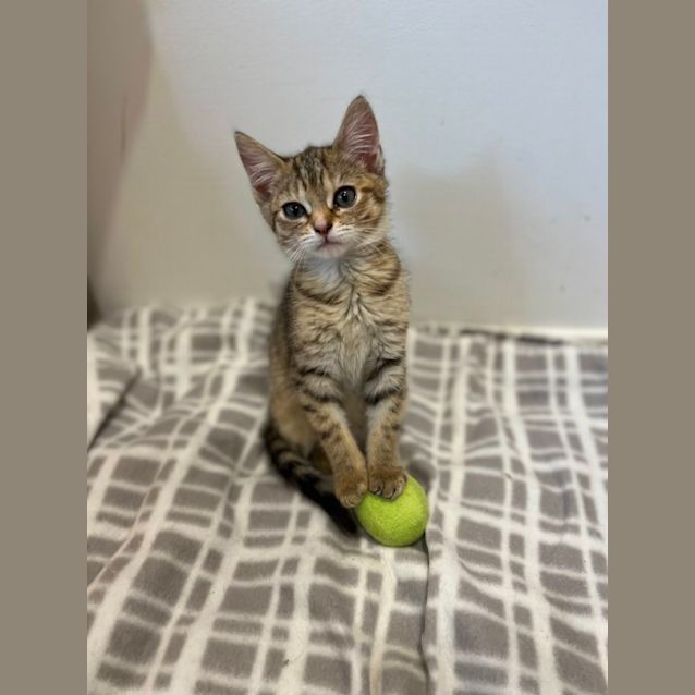 Photo of Posie   Located In Doreen