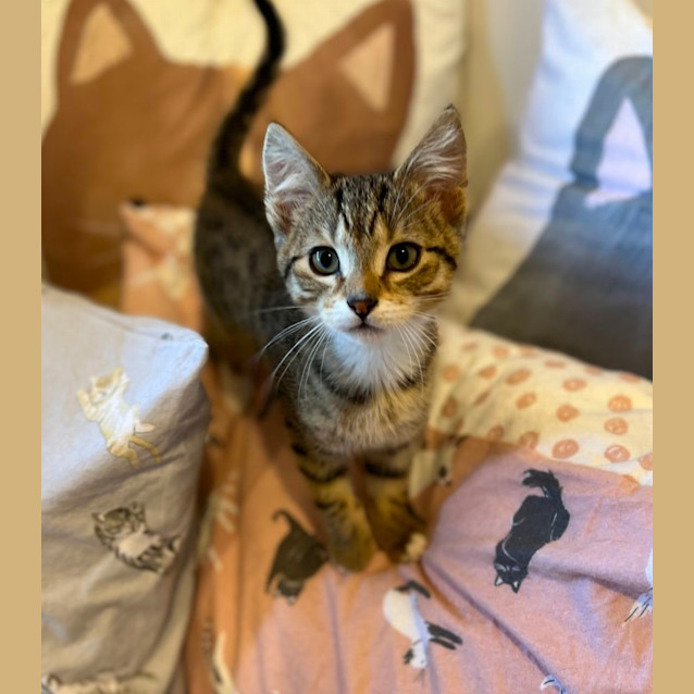 Photo of Alvin   Located In Doreen