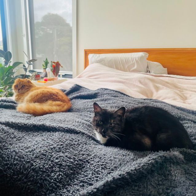 Photo of Silkie   Located In Braybrook