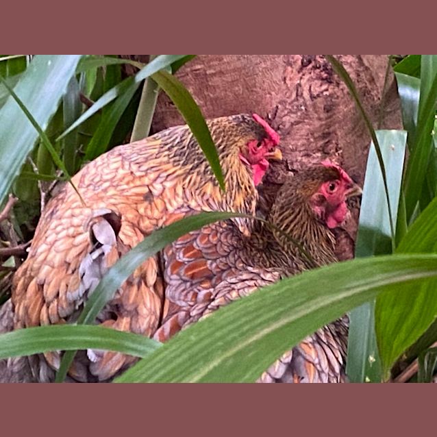 Photo of  Jenny, Henny, Courtney And Blue 