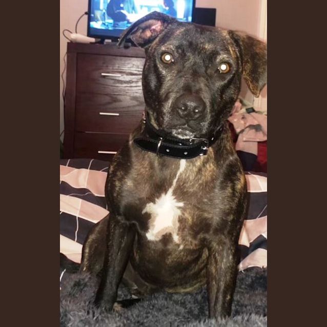 Photo of Luna   3 Year Old Staffy X