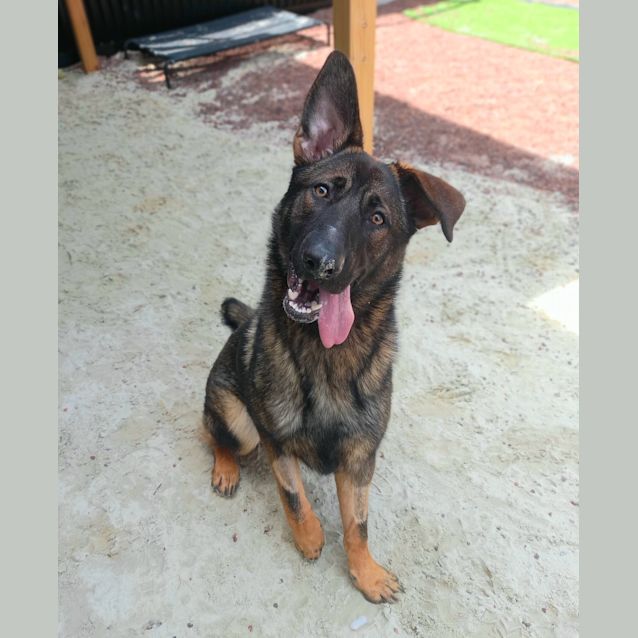 Photo of Shadow
