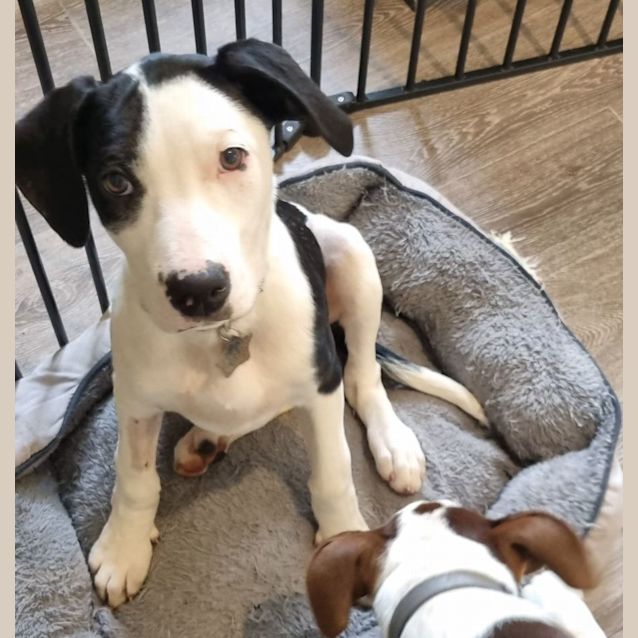 Photo of Puppies!