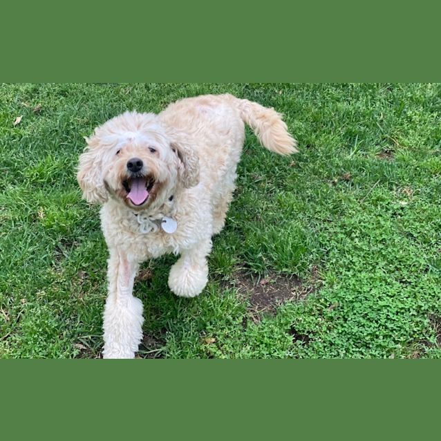 Spoodle rescue best sale