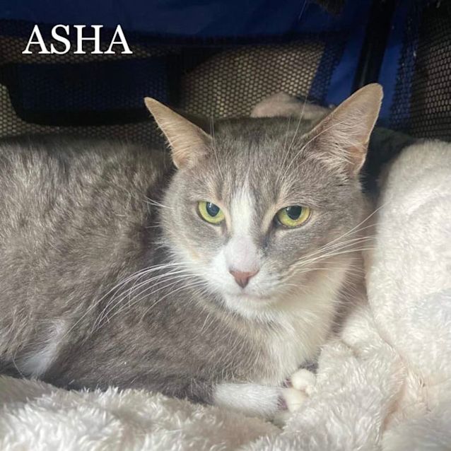 Photo of Asha