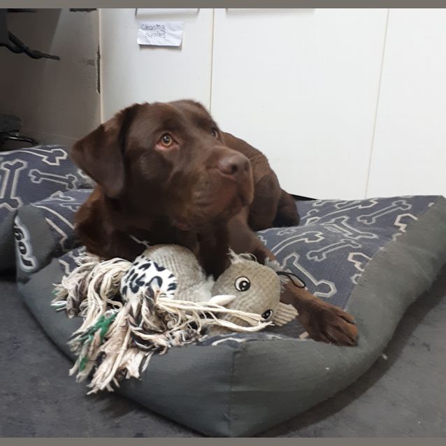Photo of Bentley