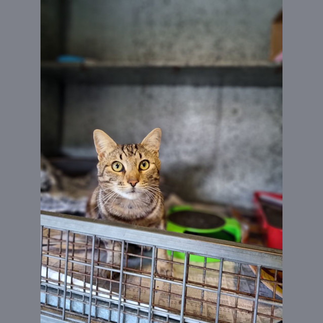 Photo of Rex