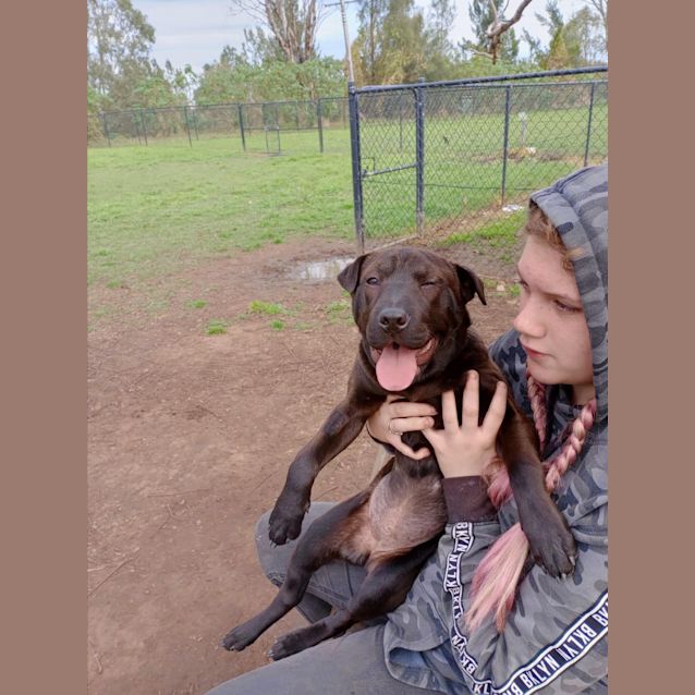 Photo of Ash (Puppy)