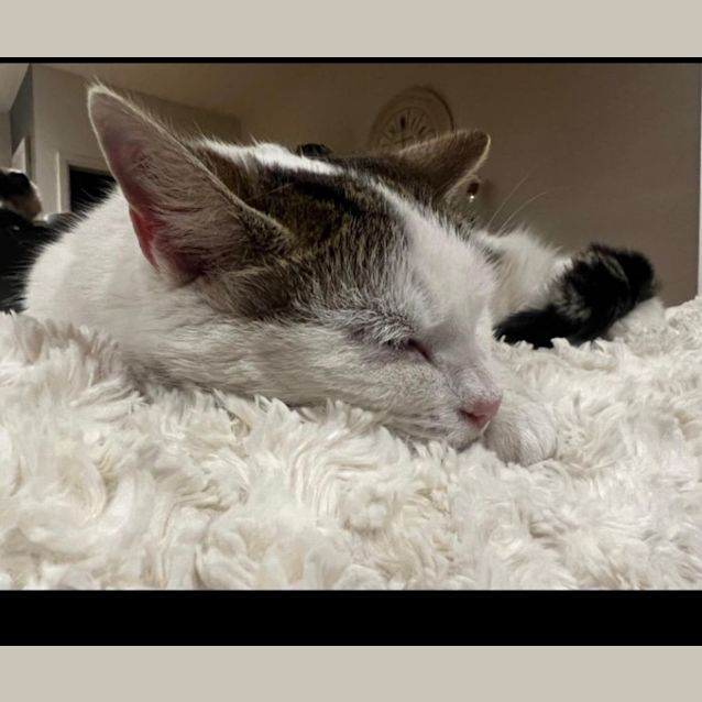 Photo of Millie **Fin, Furred N Feathered**