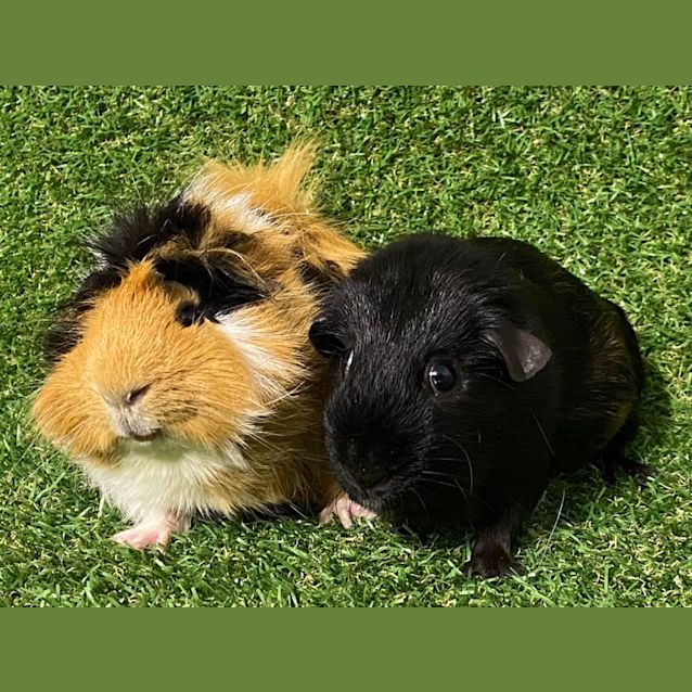 Photo of Hawke & Jack