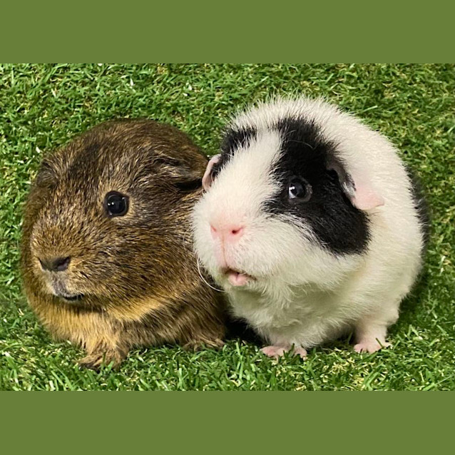 Photo of Pappy & Biscuit