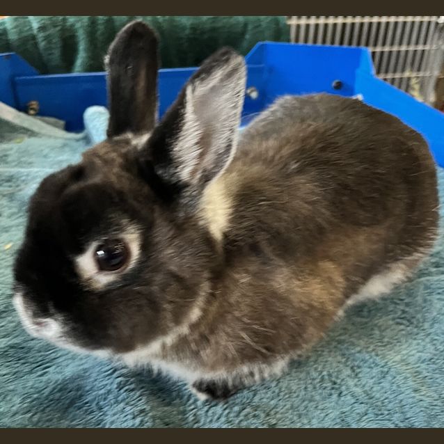 Photo of Geoffrey