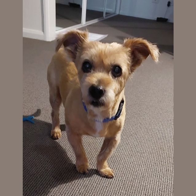 norfolk terrier and chihuahua mix｜TikTok Search