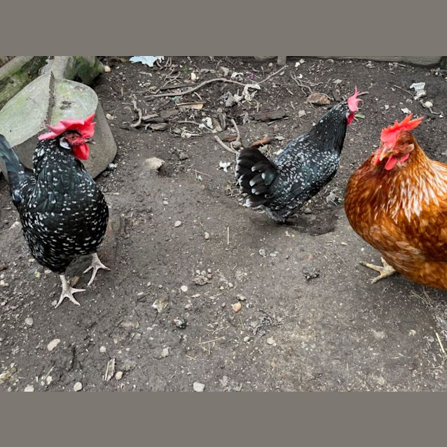 Photo of Three Beautiful Chickens