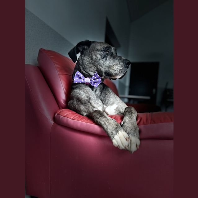 Photo of Sir Theodore Remington Alexander Grant Bell