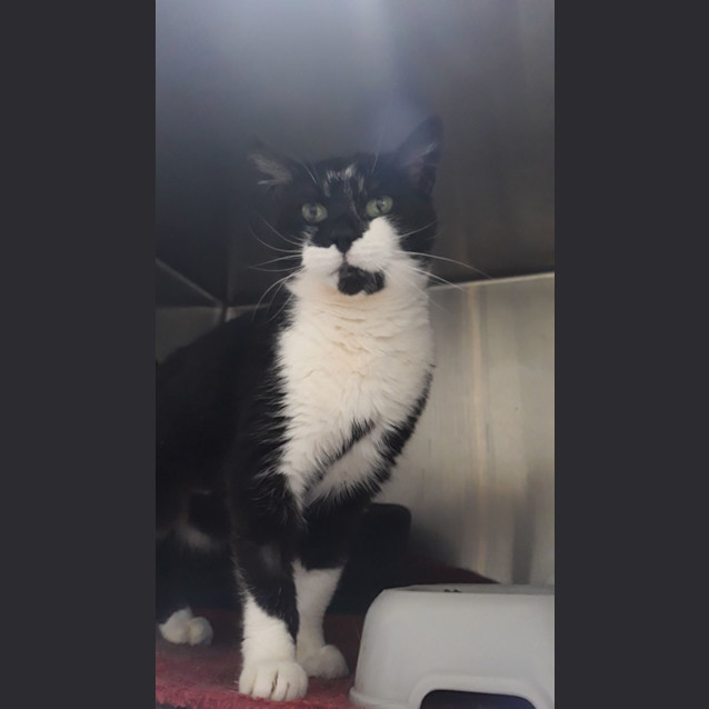 Photo of Sherlotta (Rescue Transfer)