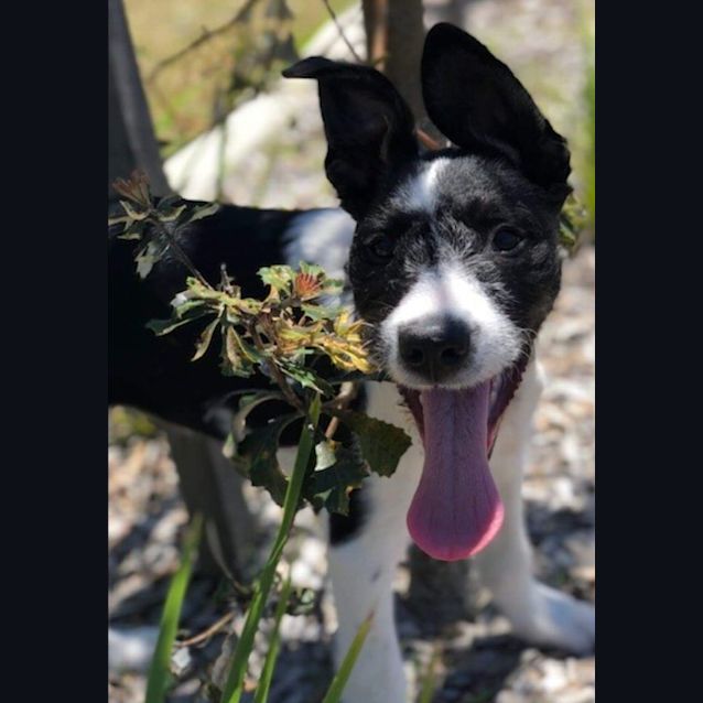 Photo of Blue Crumpet