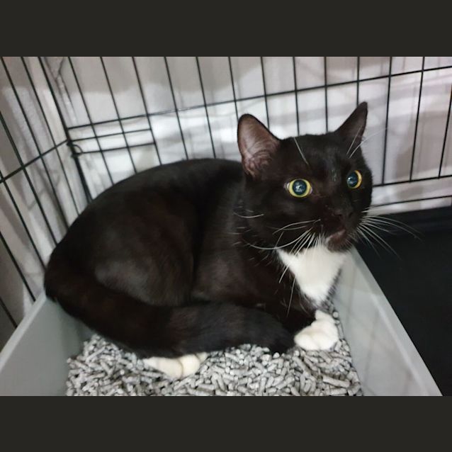 Photo of Lucky