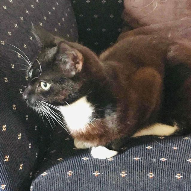 Photo of Mozart   Located In Preston