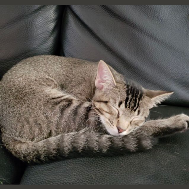 Photo of Queenie & Pretzel