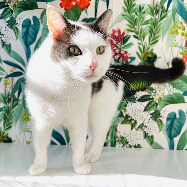 Photo of Sheldon   Located In Lower Templestowe