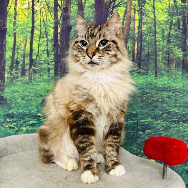 Photo of Max   Meet Me At Pet Stock Vermont
