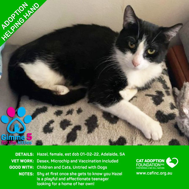 Photo of Hazel Helping Hand Adoption!