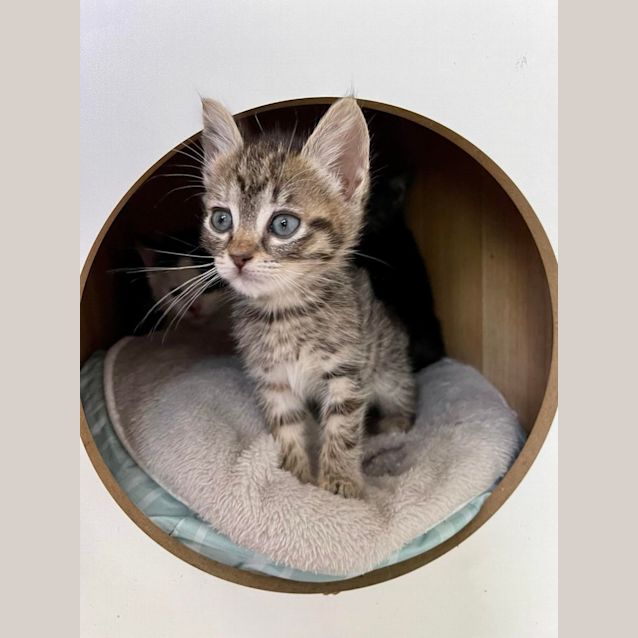 Photo of Freddy (Kruger)