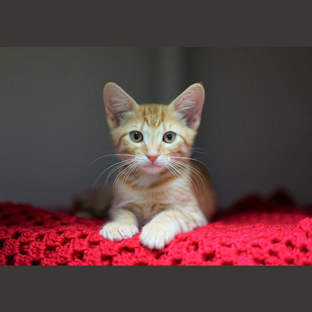 Photo of Simba